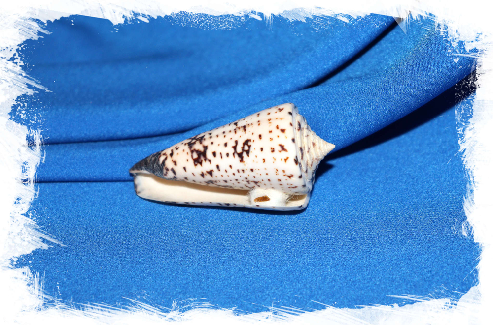 Конус талассиаркус (Conus thalassiarchus)