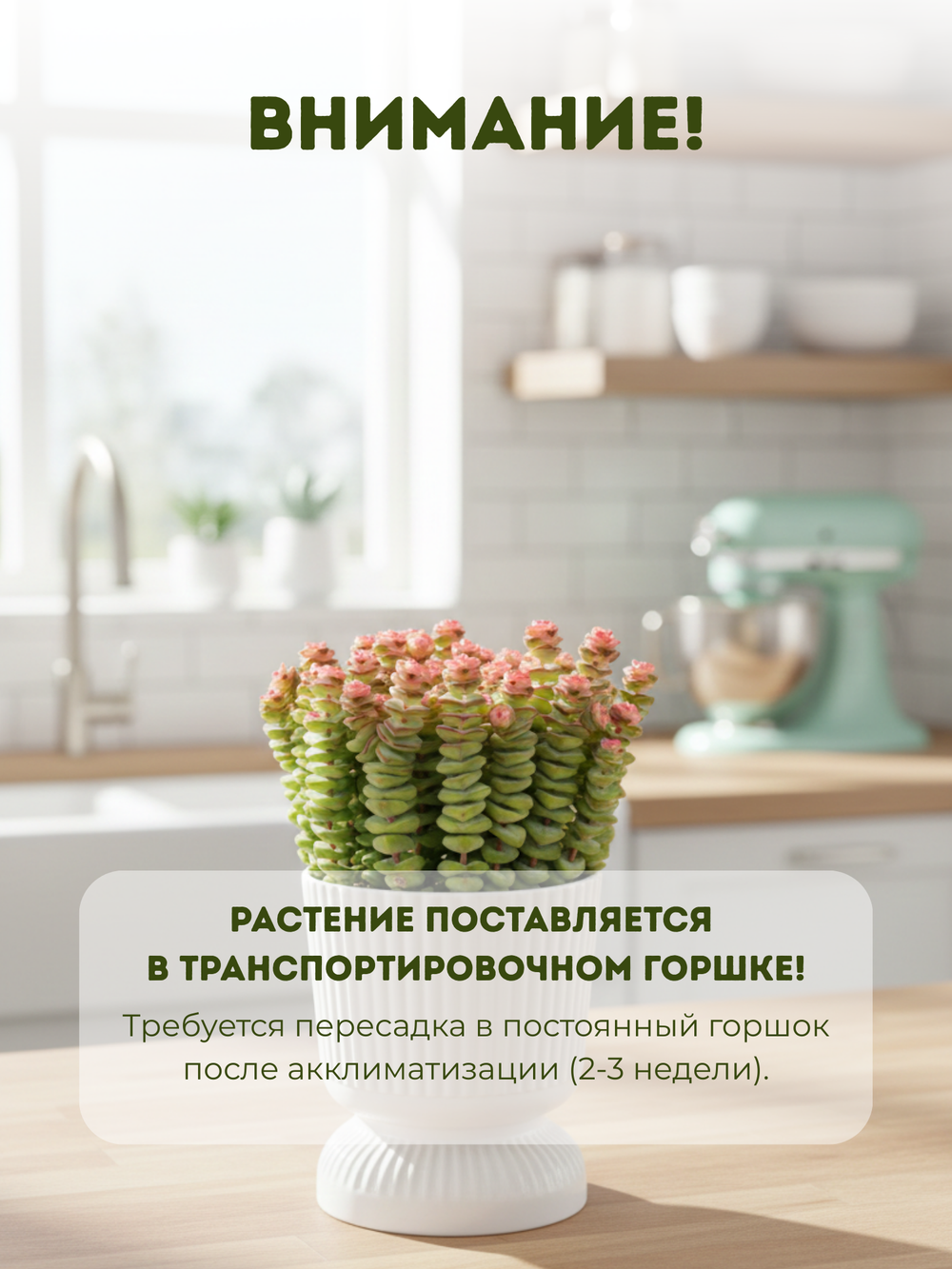 Крассула Марниериана микс д. 11