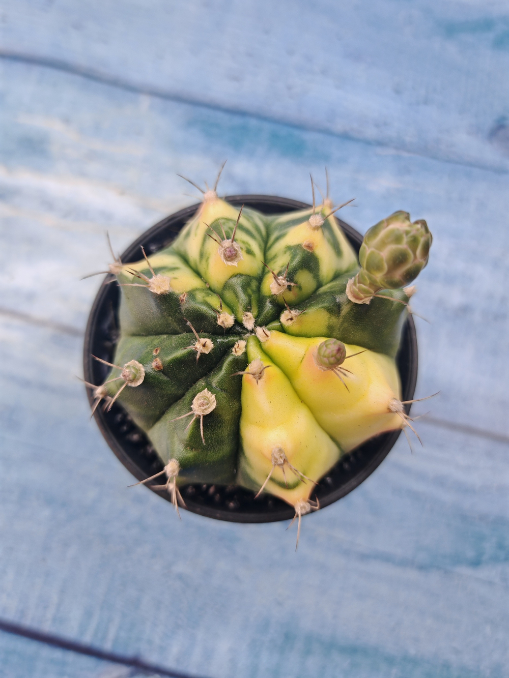 Gymnocalycium Variegata (Гимнокалициум Вариегатный)