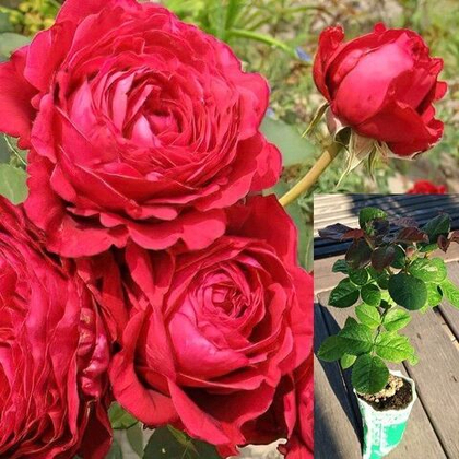 Роза Четырех ветров флорибунда, саженец с ЗКС.