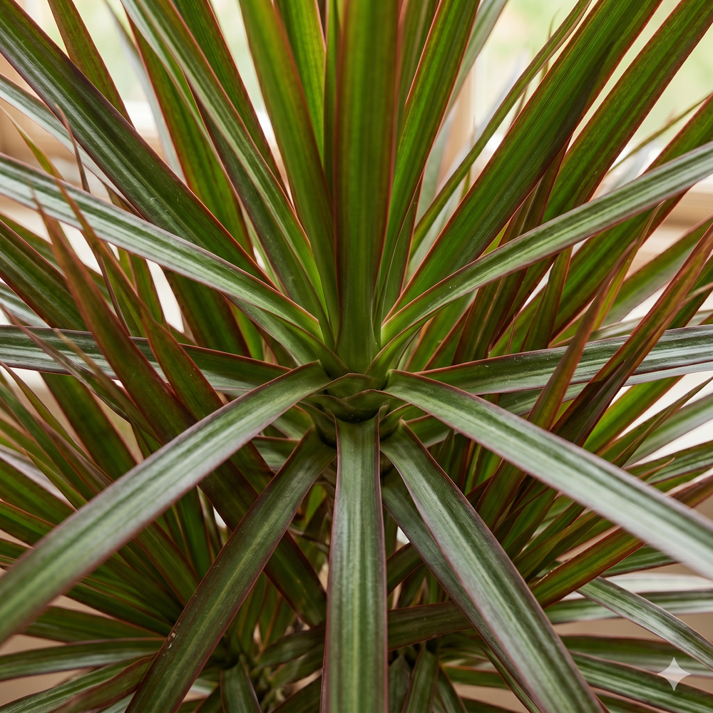 Драцена узколистная Millennial Forest д.11