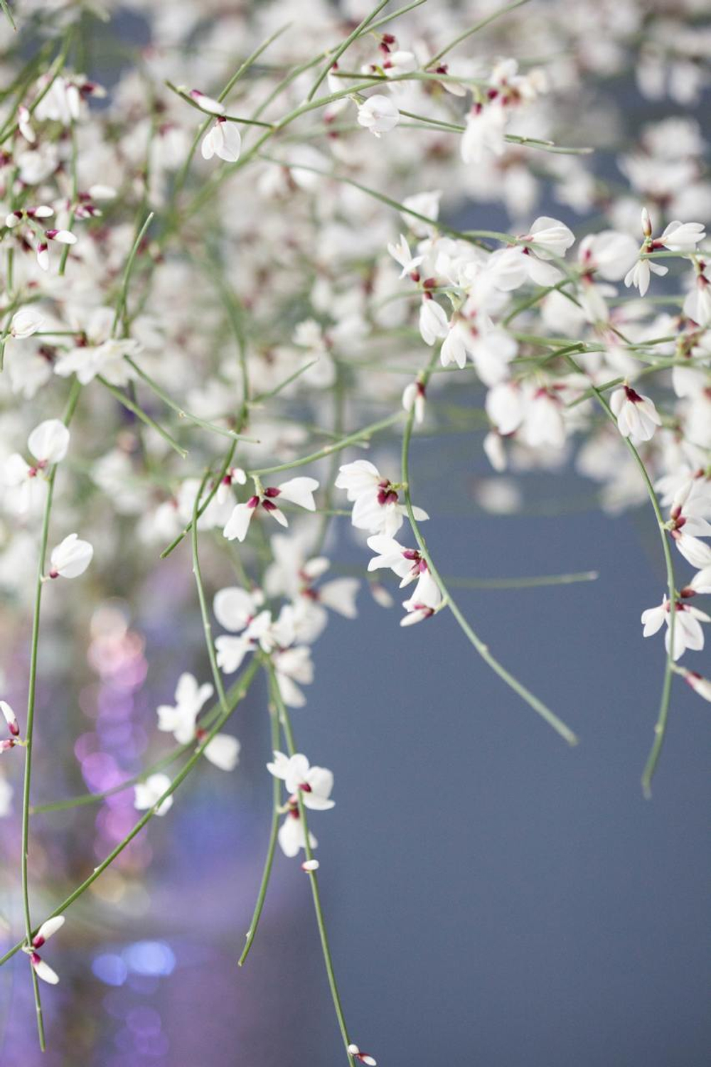 Монобукет Гениста White