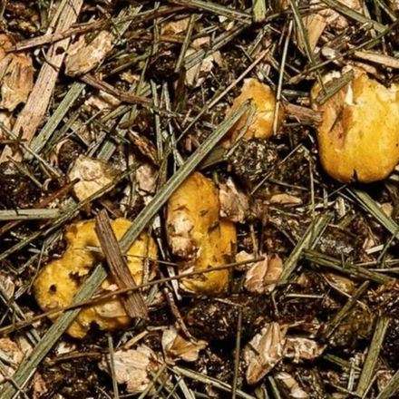 Фруктовые с Яблоком