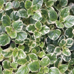 Душица обыкновенная Panta