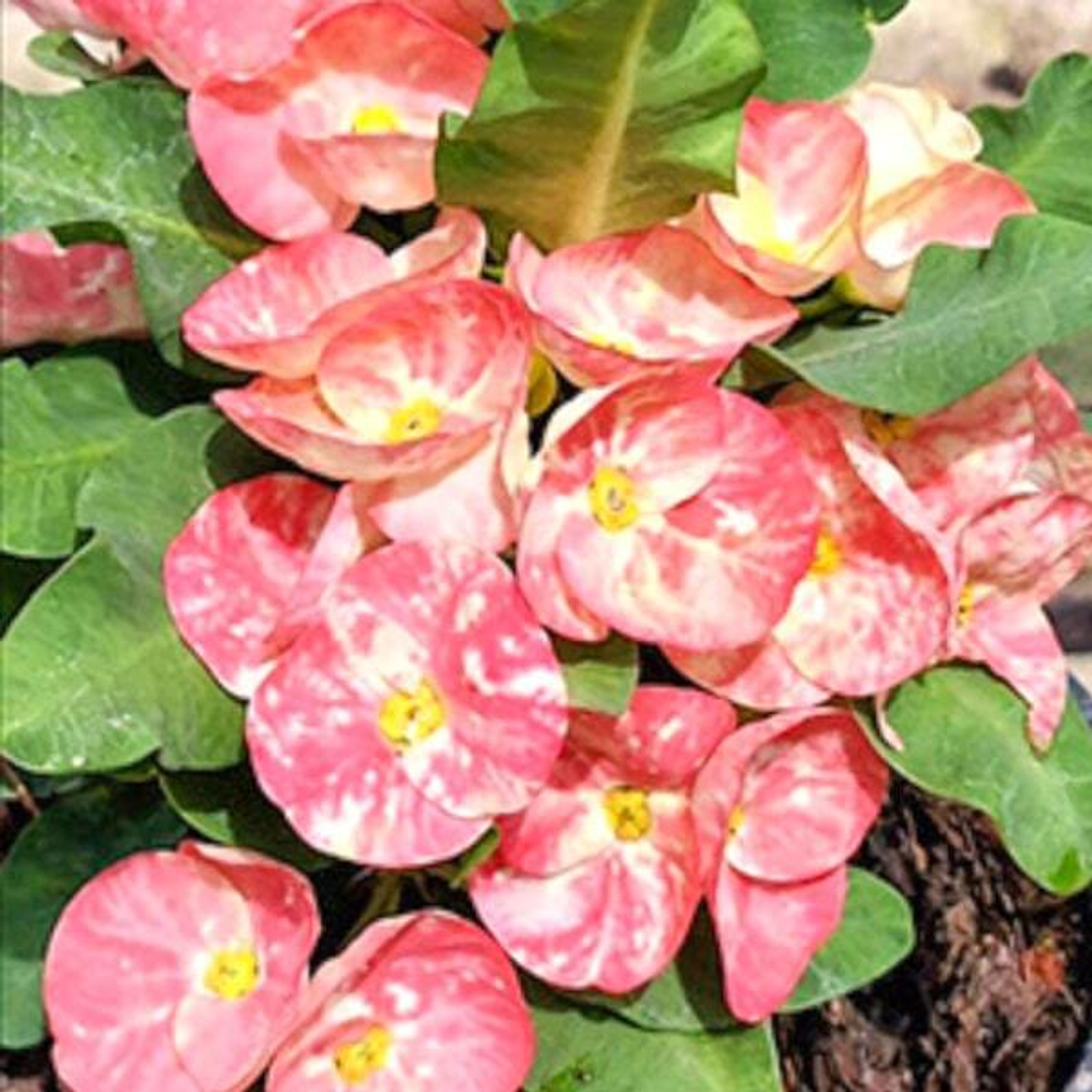 Эуфорбия Миля YOD MANEE