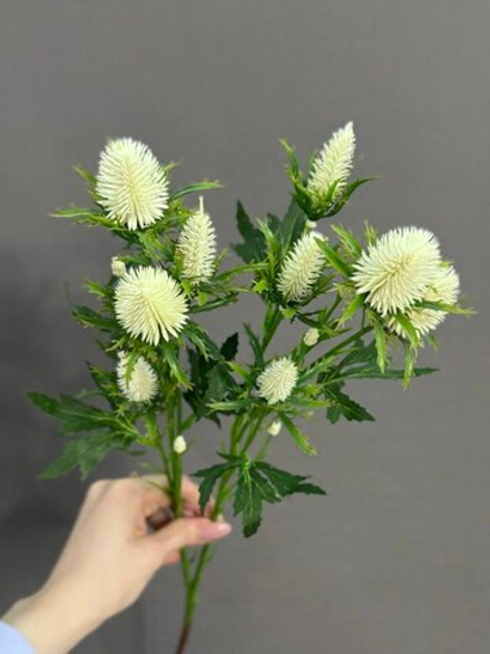 Эрингиум белый (h68 см)