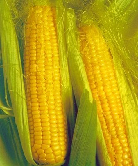 Челл F1 семена кукурузы (Seminis / Семинис) культура