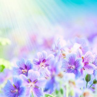 Sunny Flovers, ароматизатор 10 мл, Франция