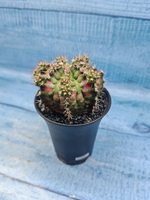 Gymnocalycium T-Rex Pink hybride (Гимнокалициум T-rex)