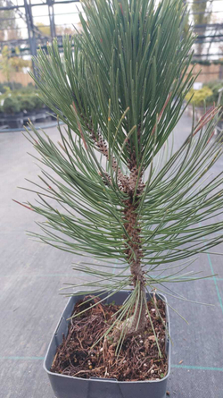 Сосна pinus heldreichii Satellit