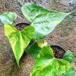 Антуриум PTERODACTYL VAR