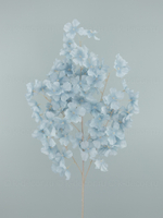 Ветка сакуры Асами голубая