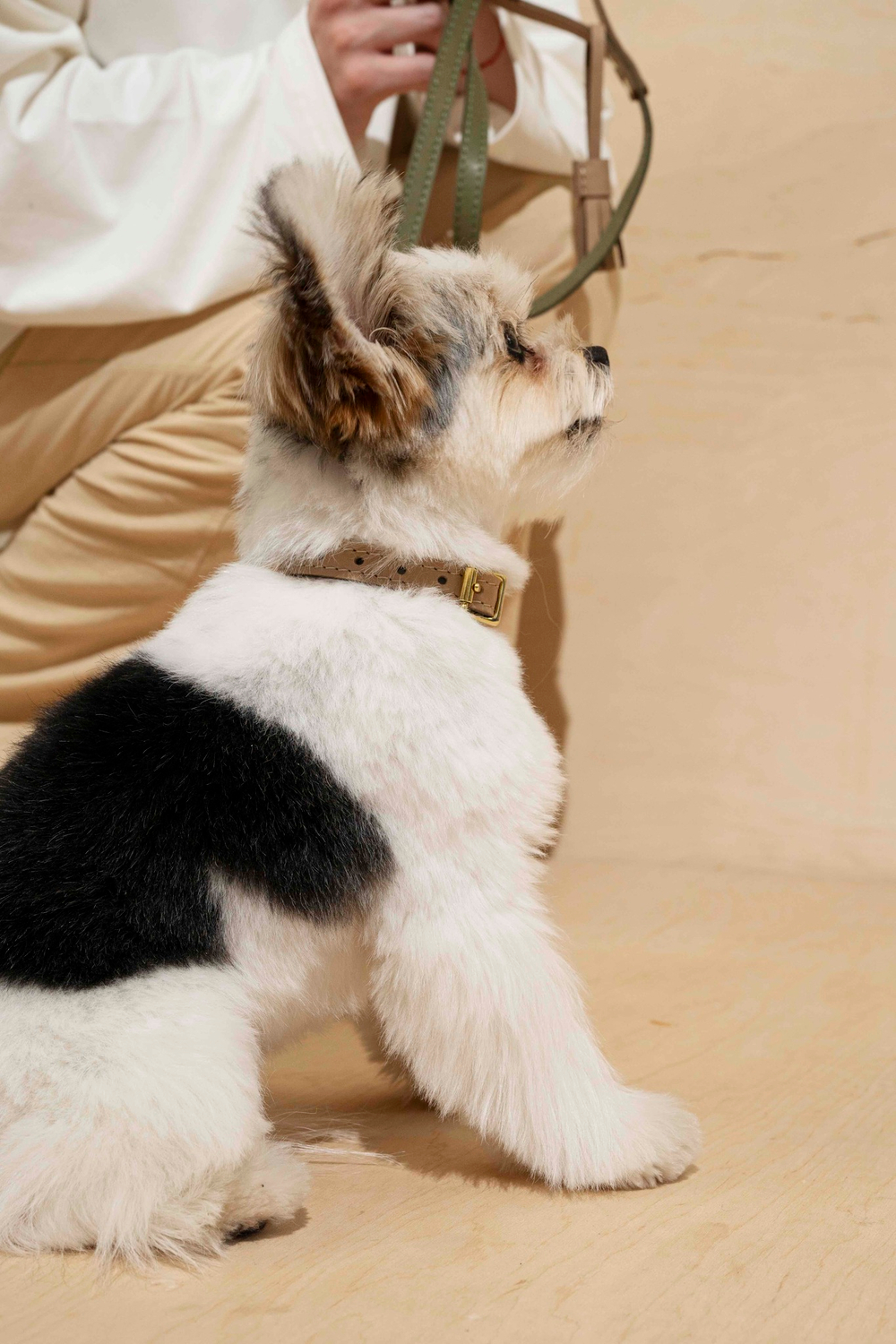 Ошейник "Пони-гулёни" Зеленый и бежевый