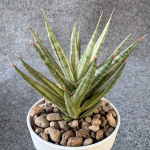 Сансевиерия FRANCISII WHITE VAR