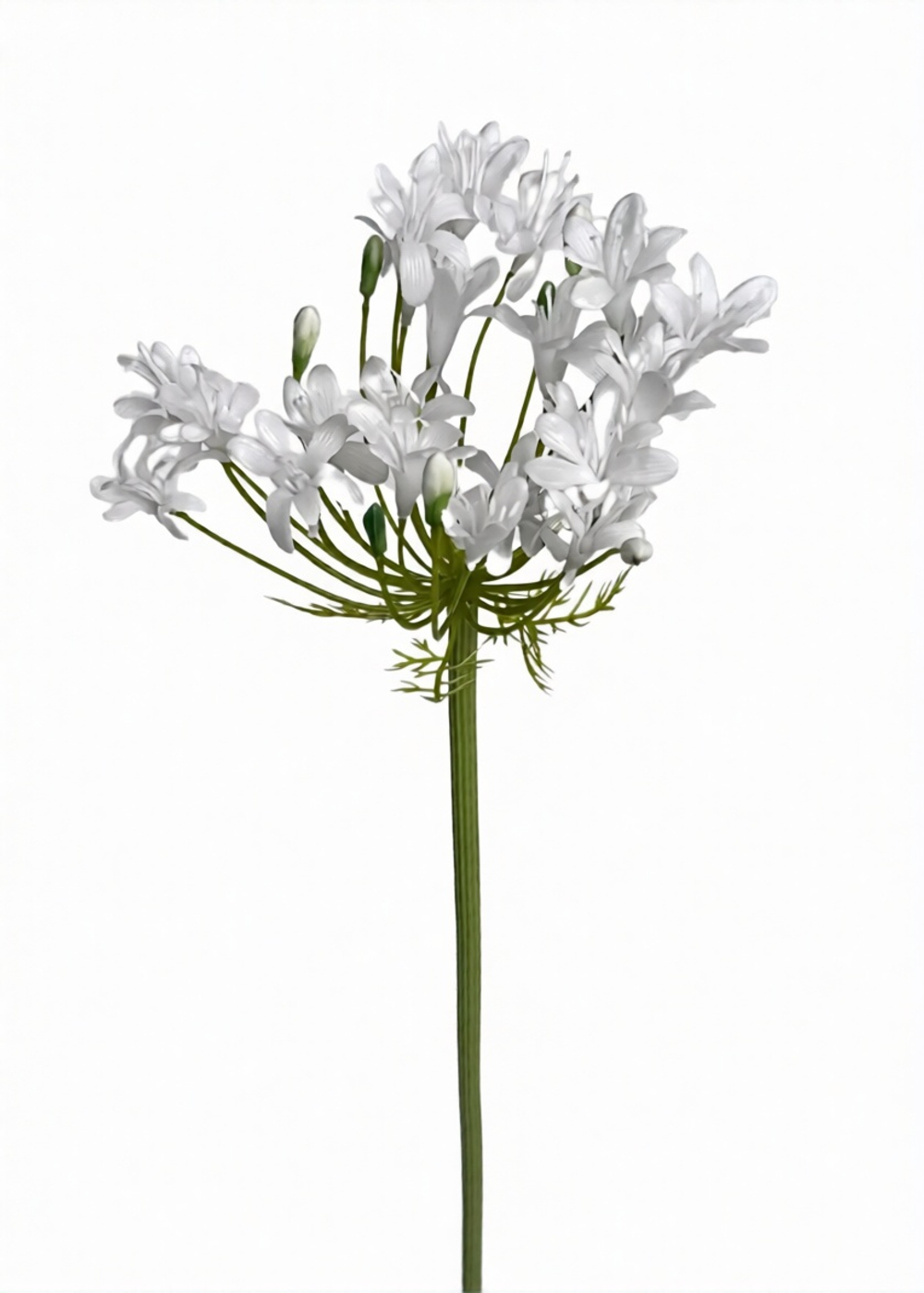 Агапантус 76см