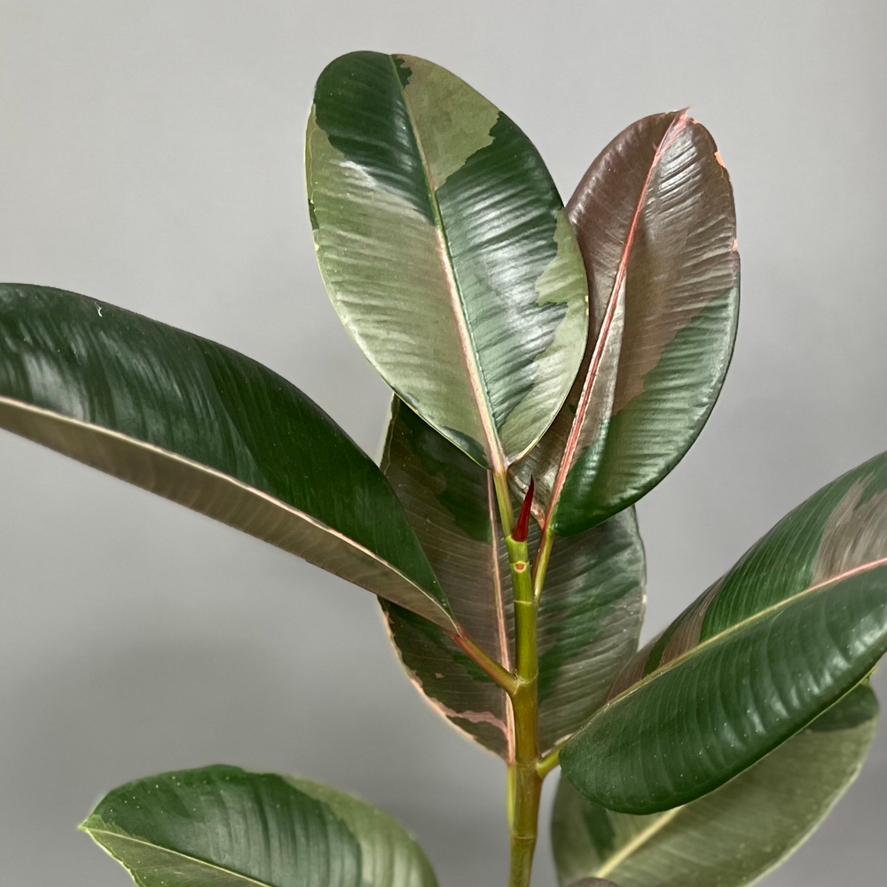 Фикус КАУЧУКОНОСНЫЙ (ЭЛАСТИКА)