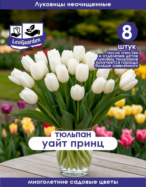 Тюльпан Луковица, Уайт Принц 8+ шт