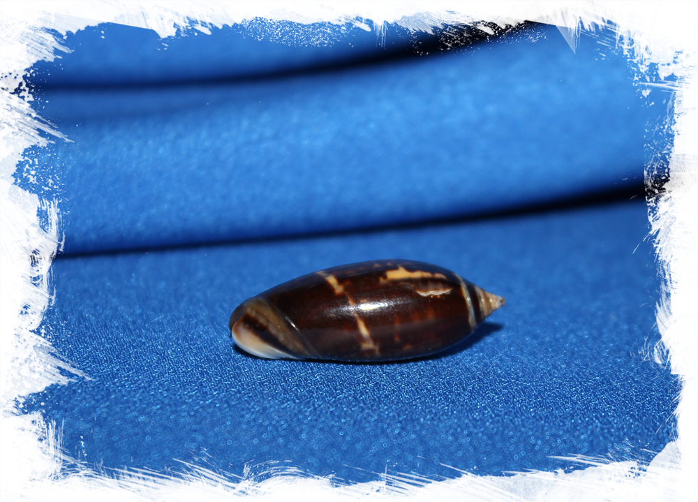 Олива обыкновенная ориола (Oliva oliva f.oriola)