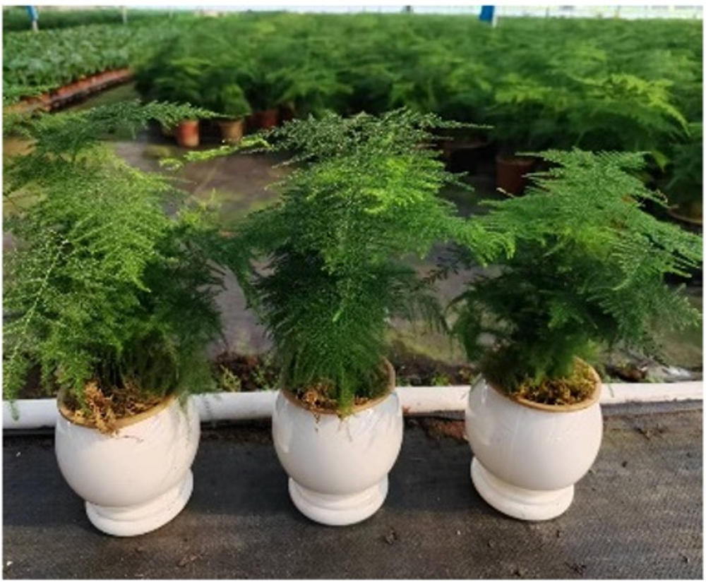 Аспарагус Earth Mexican Fern пластиковый горшок д.12