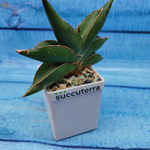 Sansevieria stylish fan (Сансевиерия)