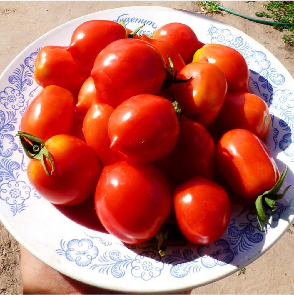 Помидоры Geranium Kiss