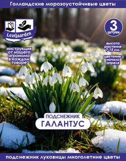 Подснежник Луковица цветов, 3 шт