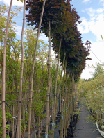 Клен остролистный Перпл Глоб f29 270-300, 8-10