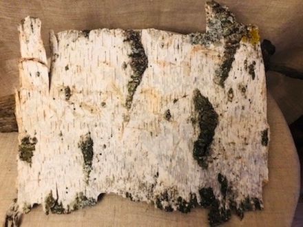 Береста 40 летней Березы №3