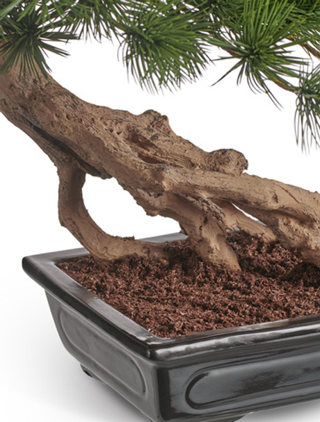 Бонсай стелющийся Сосна Японская белая Негиши в керамическом кашпо