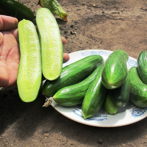 Огурцы Бакинские