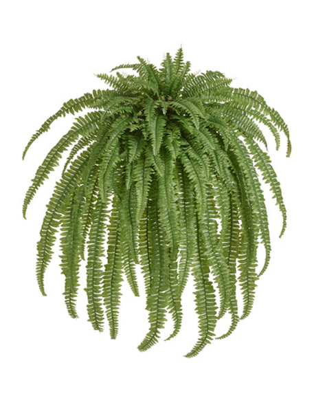 Папоротник Бостон Новый свисающий Биг