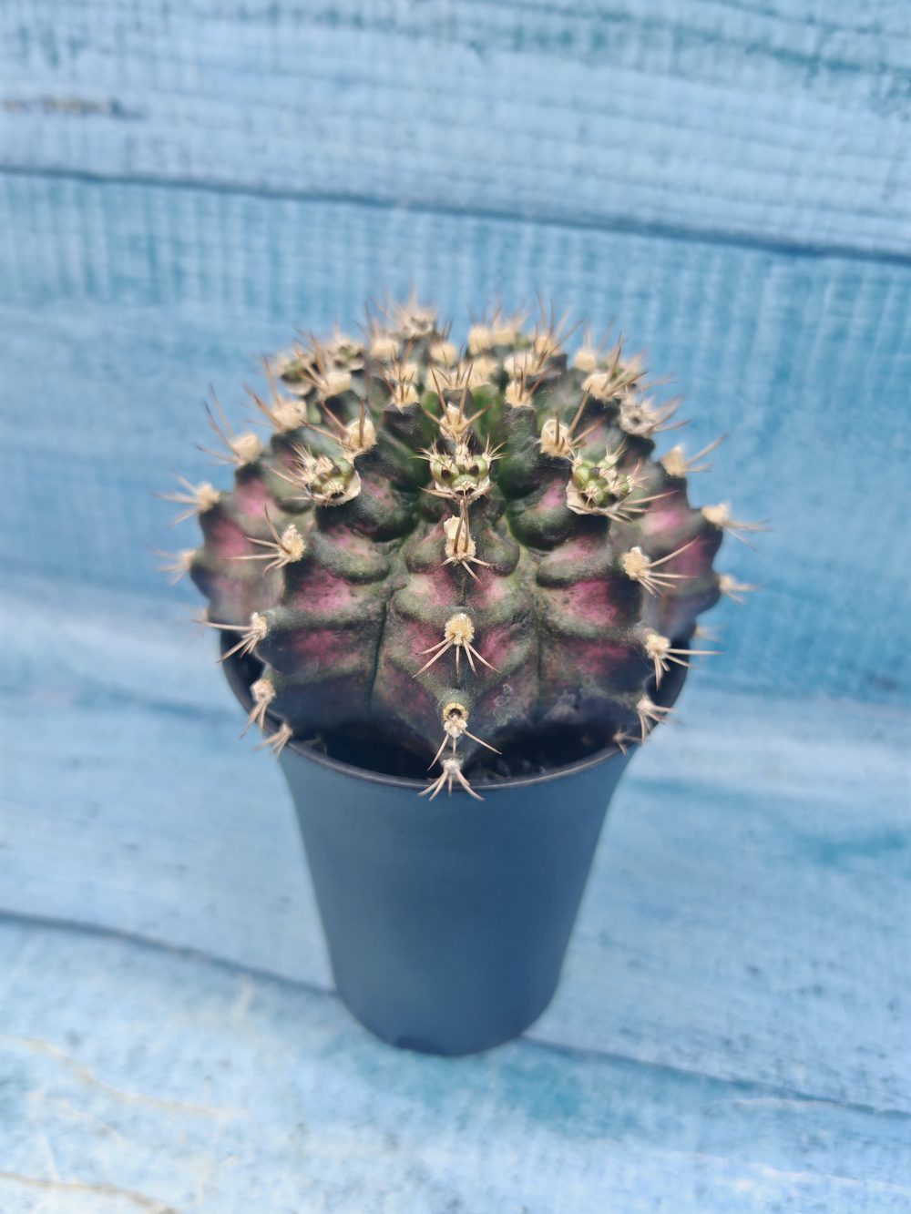 Gymnocalycium T-Rex Pink hybrid (Гимнокалициум T-rex)
