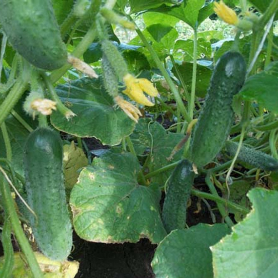 Пасамонте F1 семена огурца партенокарпического (Syngenta / ALEXAGRO) культура – фото 3