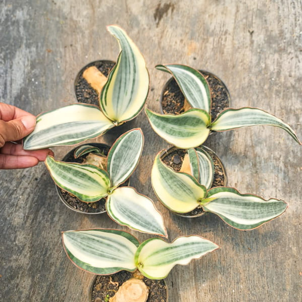 Сансевиерия MASONIANA ROSET