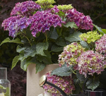 Surfing Safari mix (Сёрфинг Сафари mix) НОВИНКА!