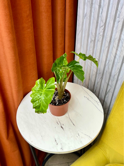 Алоказия Лов Райдер, D12см Н45см, 1шт, Urban Jungle