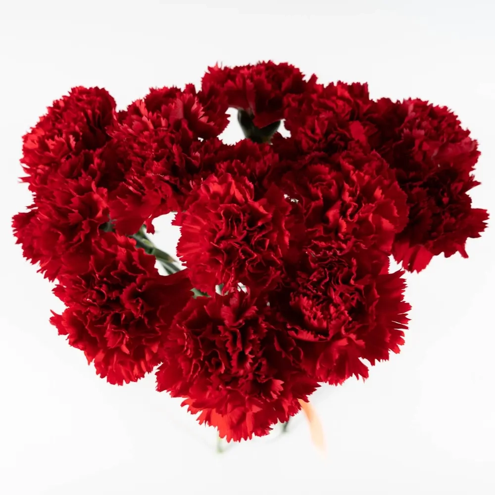 Bouquet of 15 red tulips