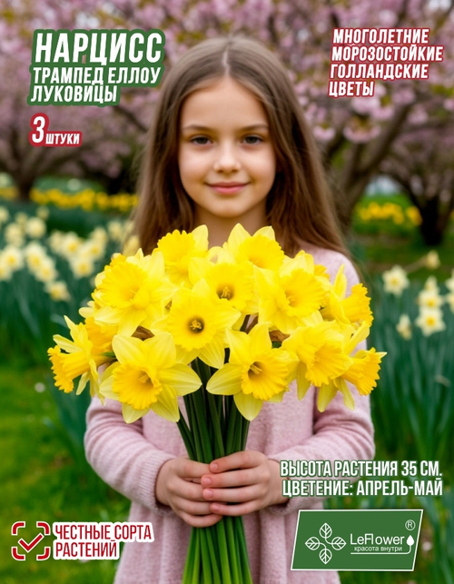 Нарцисс Луковица, Трампэт Йеллоу, 3шт