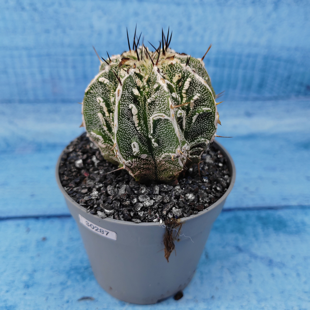 Astrophytum Myriostigma cv. Fukuryu (Астрофитум)