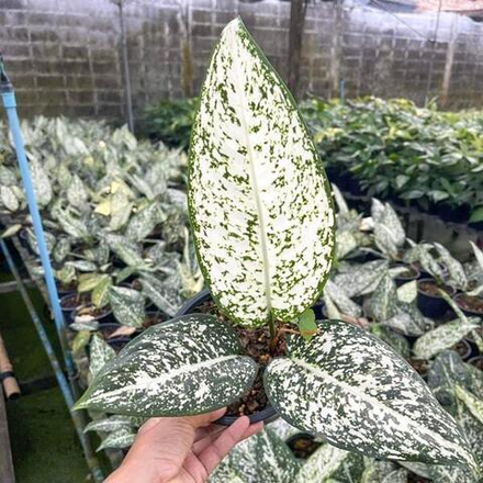 Аглаонема MORADOKLOK LONG LEAF