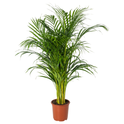 Дипсис Orangery dypsis lutesc 27/160