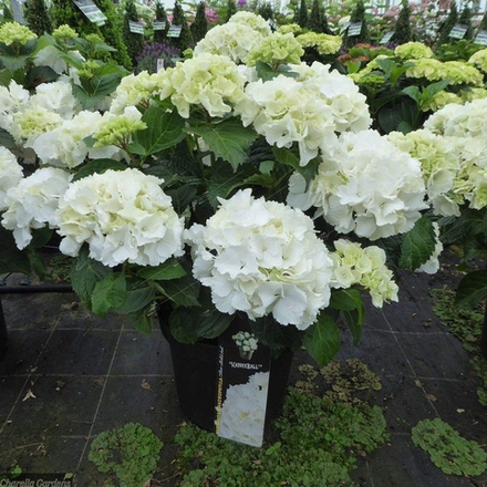 Saxon Snowball/Саксон Сноубол/ (Шниибол)