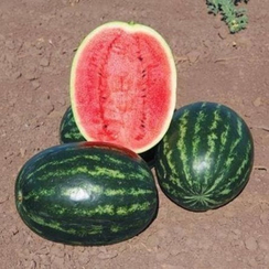 Ливия F1 семена арбуза (Vilmorin / Вильморин)