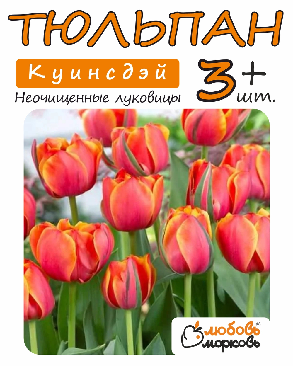 Тюльпан Луковица, Куинсдэй, 3+ шт