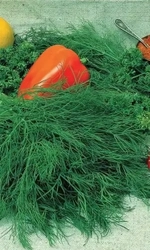 Семена Укроп Русский пушистый - душистый 1 гр (УД) Е/П