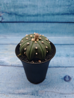 Astrophytum Asterias (Астрофитум)