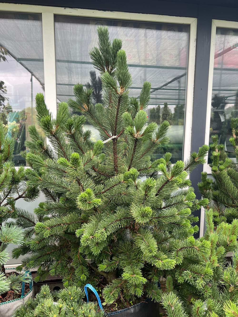 Сосна черная Oregon Green 160-180см