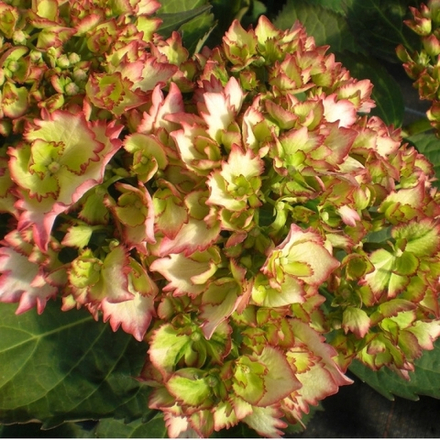 Rendes-vous/ Cocktail/ Коктейль (Стандарт поставки Р9)2025г.