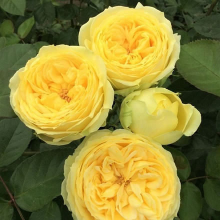 Роза спрей Catalina