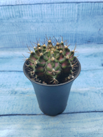 Gymnocalycium T-Rex Pink hybride (Гимнокалициум T-rex)